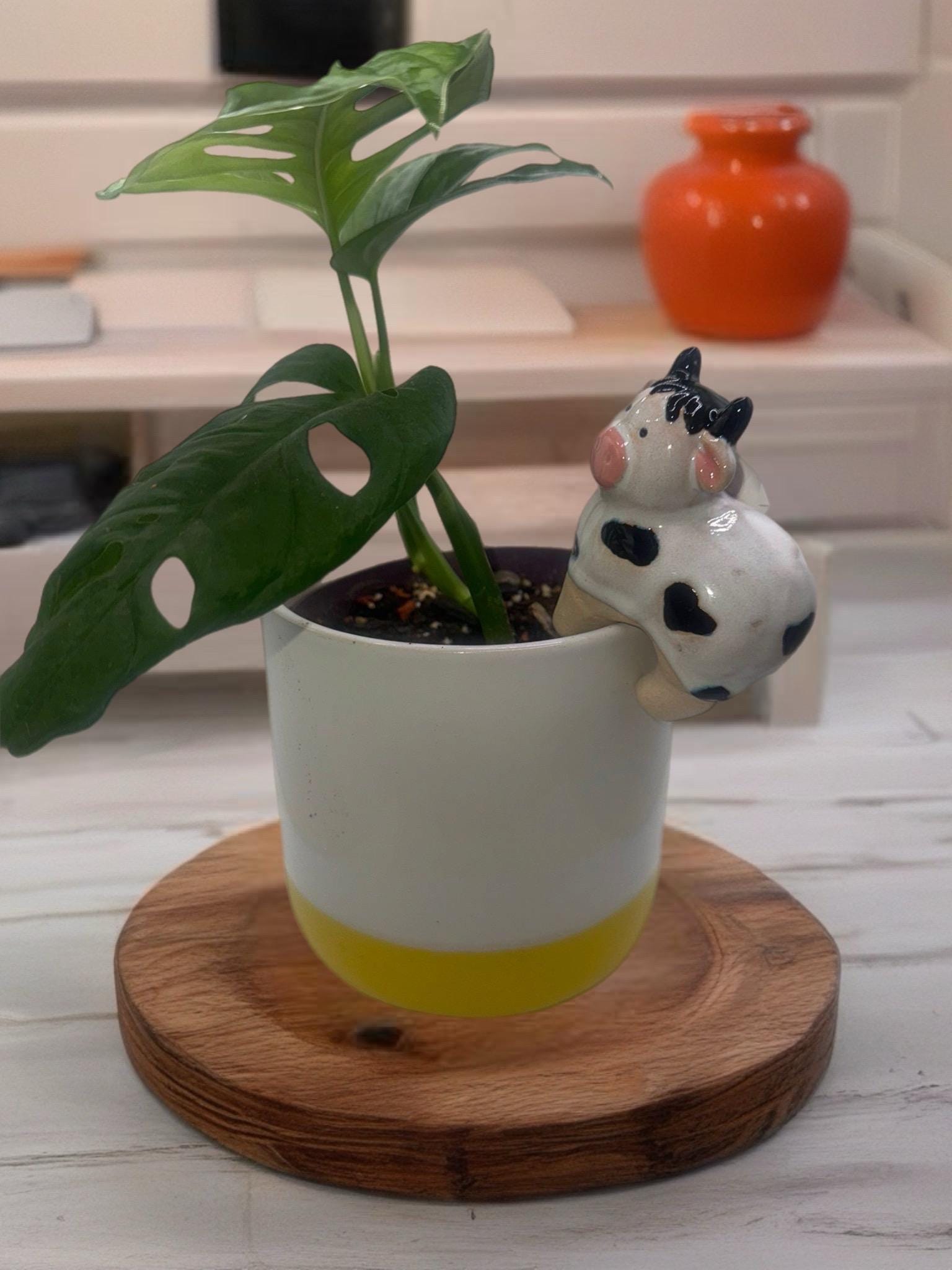 Ceramic Cow Plant Pot Friend - Planter Hangar - Cow Lover - Stocking Filler